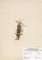 藏品(刺果豬殃殃)的圖片